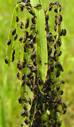 Aphthona beetles on a branch