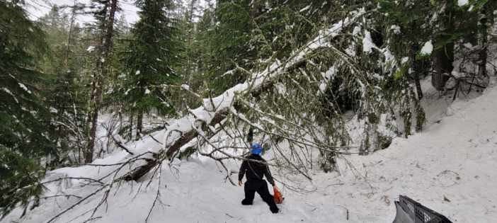 January 12 tree removal